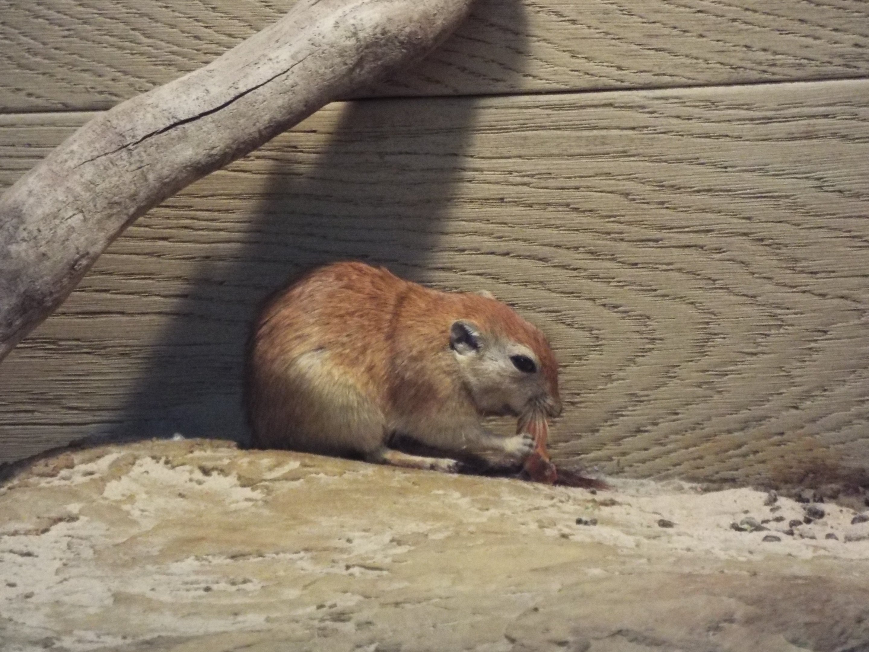 Fat sand rat - Hamerton