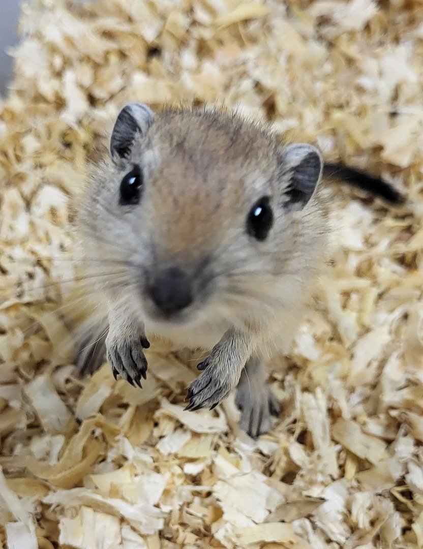 Fat sand rat - juvenile