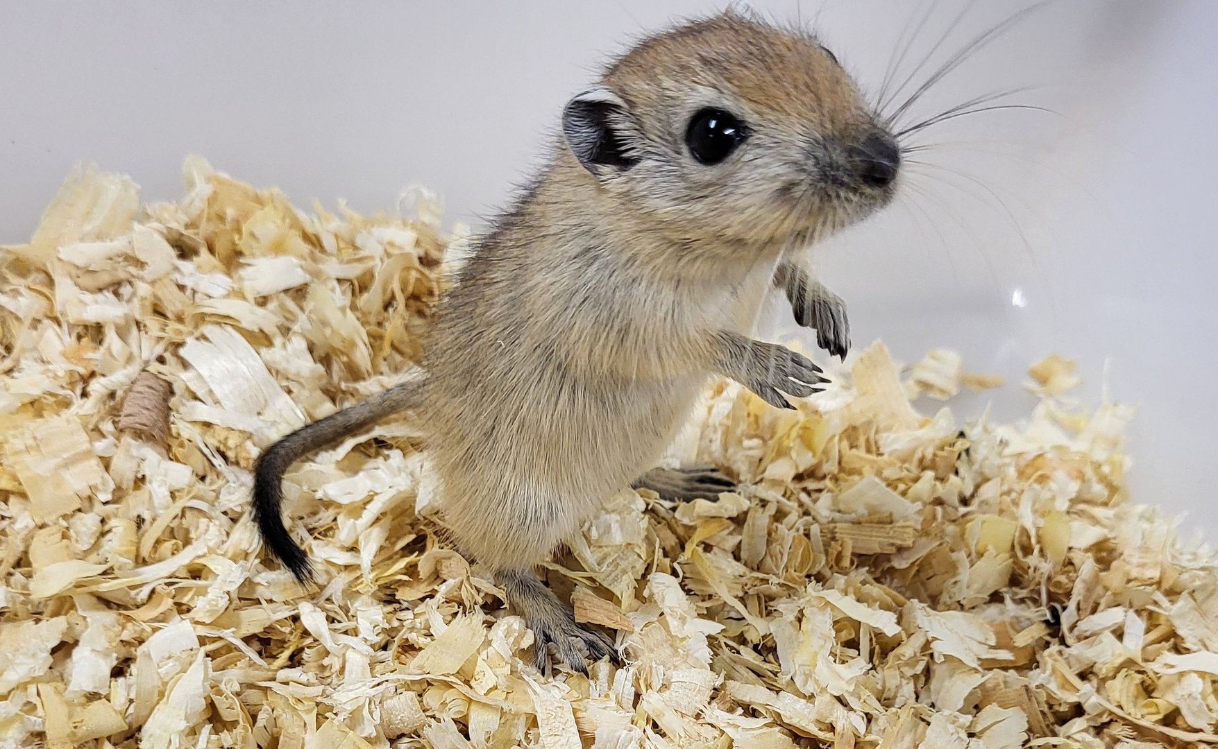 Fat sand rat - juvenile