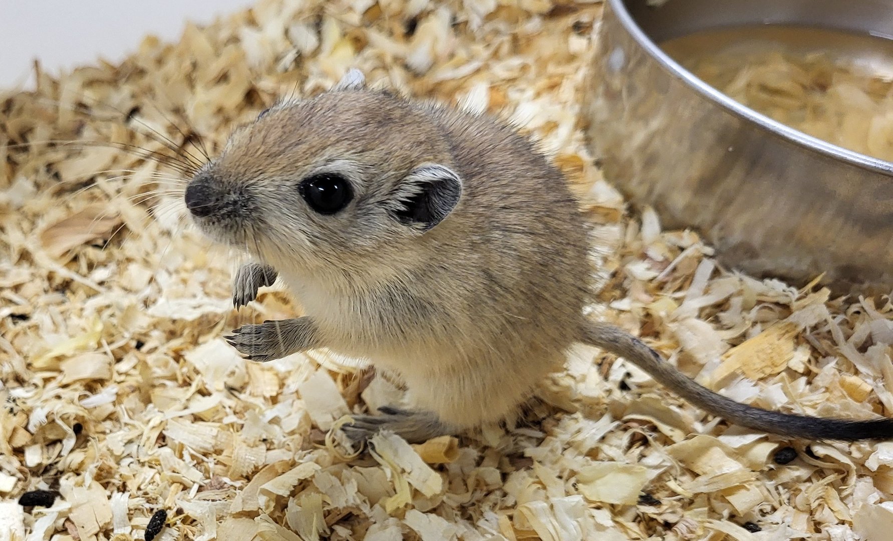 Fat sand rat - juvenile