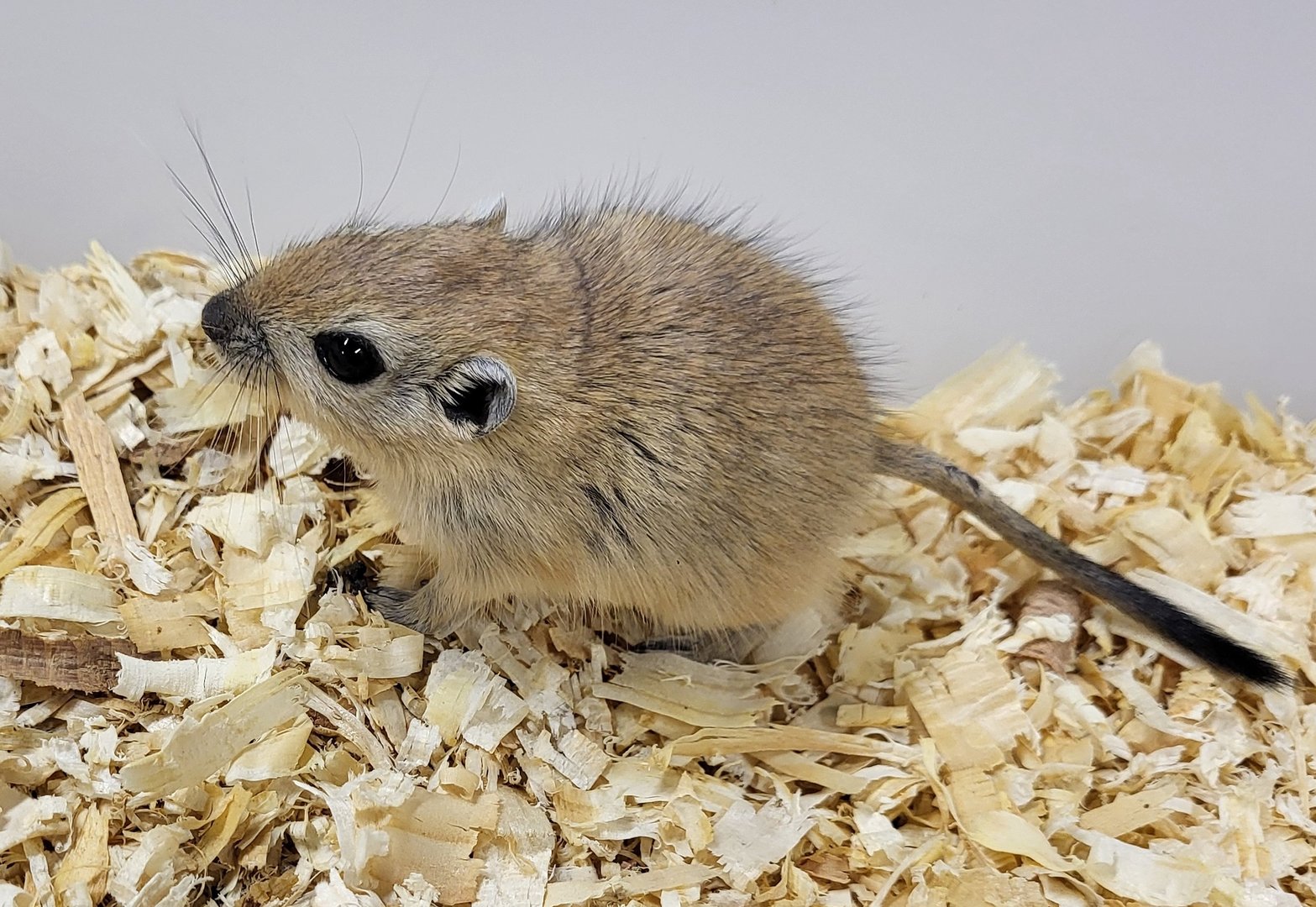 Fat sand rat - juvenile