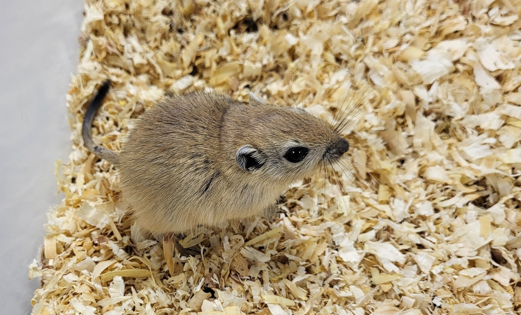Fat sand rat - juvenile