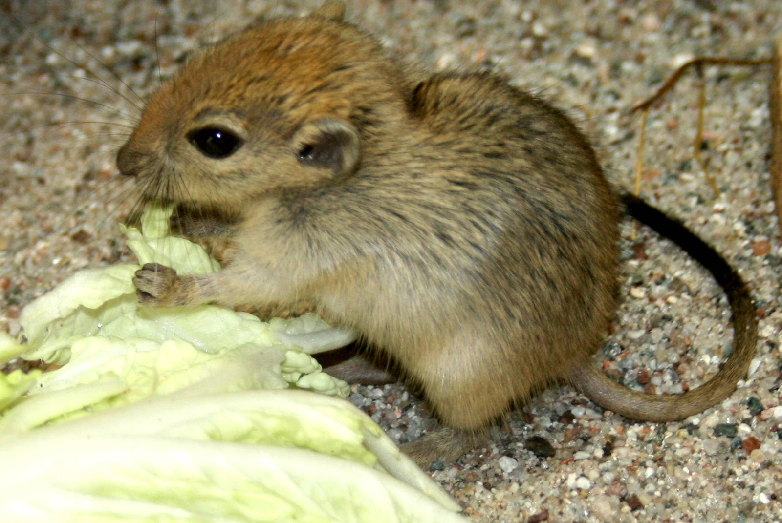 Fat sand rat; Leipzig; 2nd September 2011