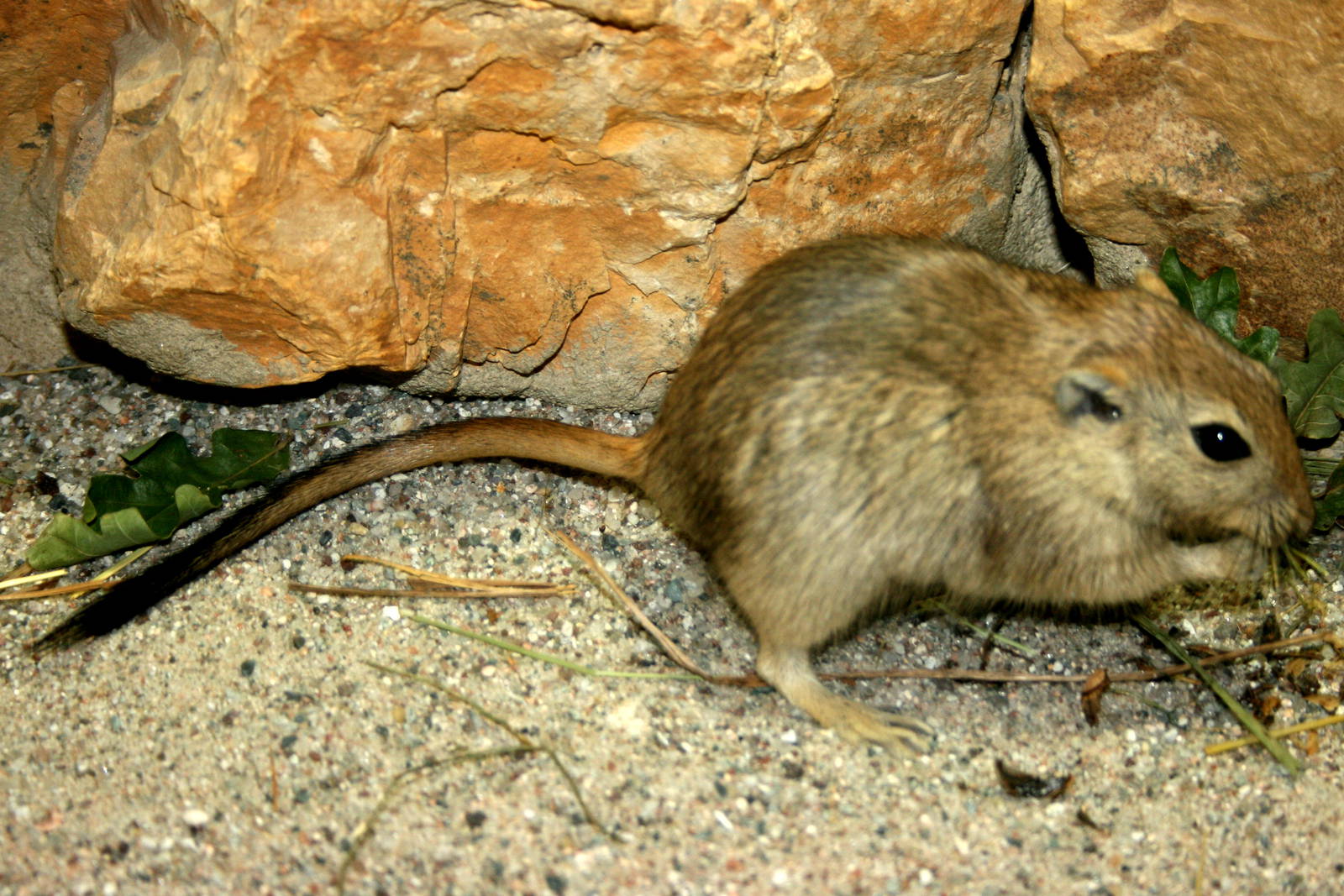 Fat sand rat; Leipzig; 3rd September 2011