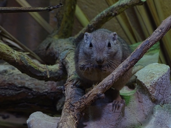 Fat sand rat (Psammomys obesus) (07/22)