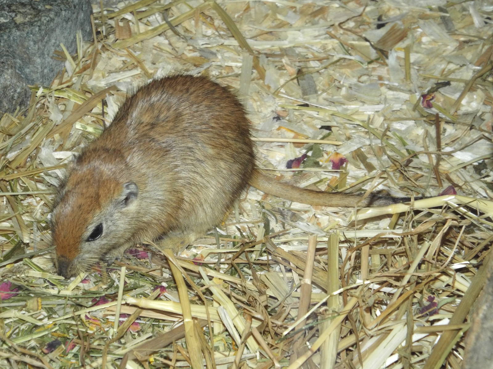 Fat Sand Rat (Psammomys obesus obesus) at Tierpark Hellabrunn - April 9th 2