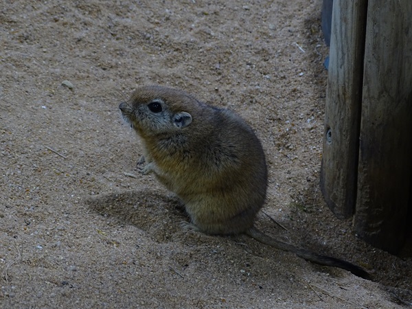 Fat sand rat (Psammomys obesus obesus)