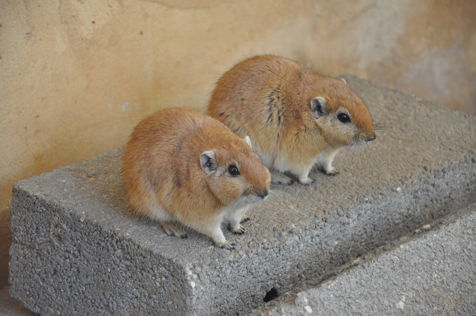 Fat sand rat/ Psammomys obesus terrasanctae