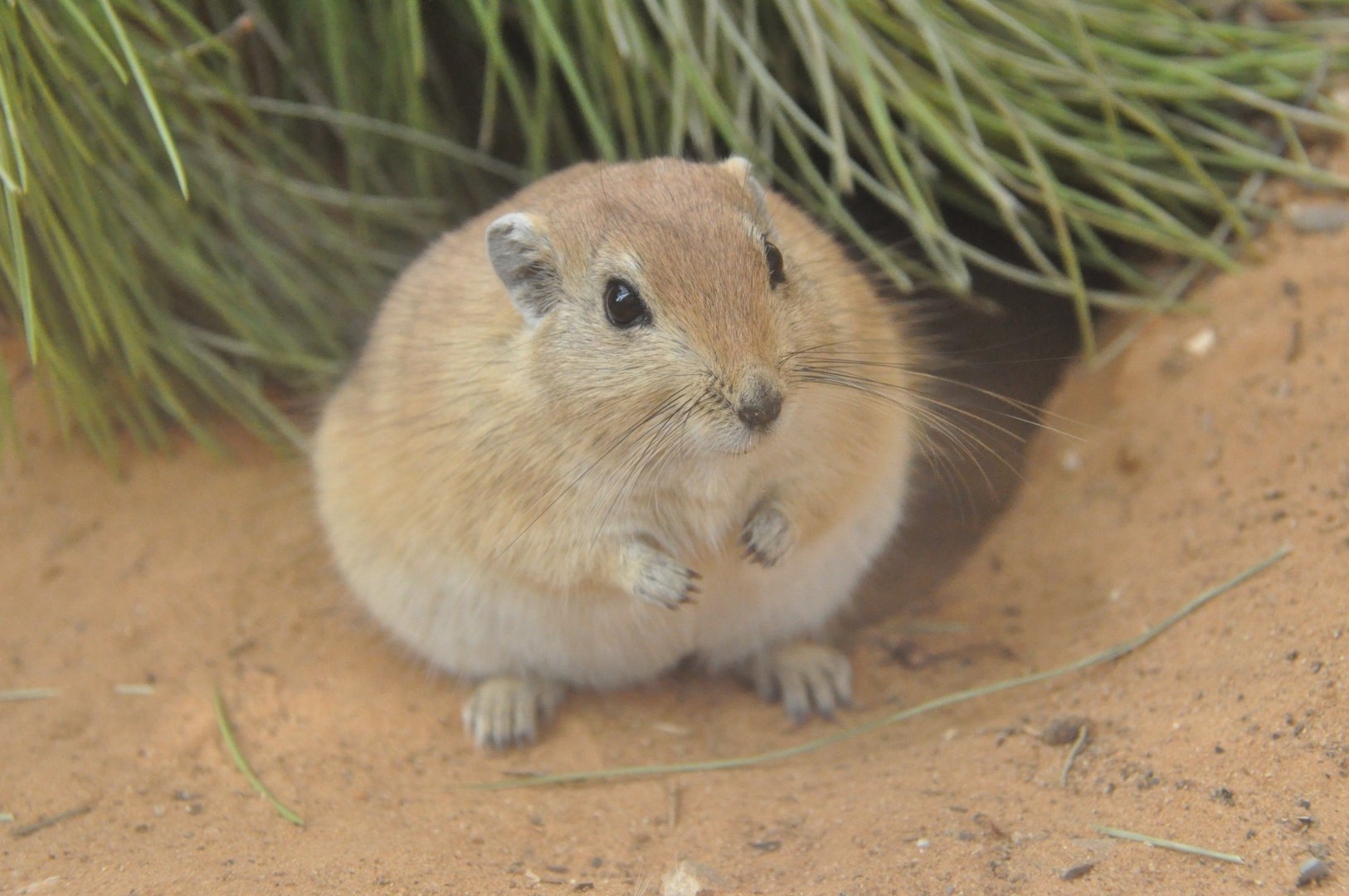 Fat sand rat / Psammomys obesus terrasanctae