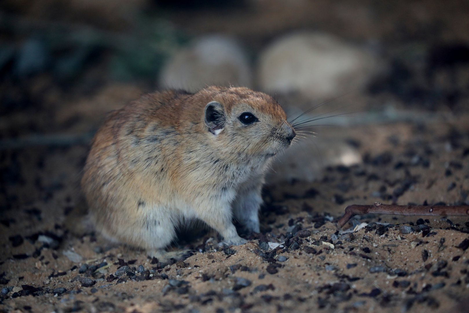 Fat sand rat (Psammomys obesus terrasanctae)