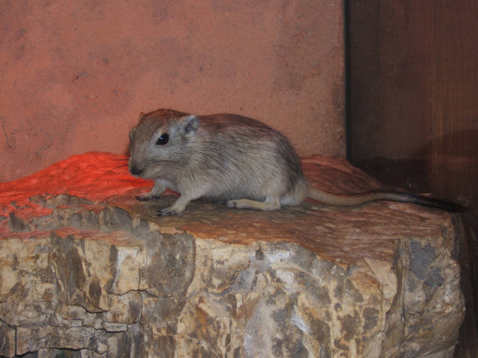 Fat Sand Rat (Psammomys obesus)