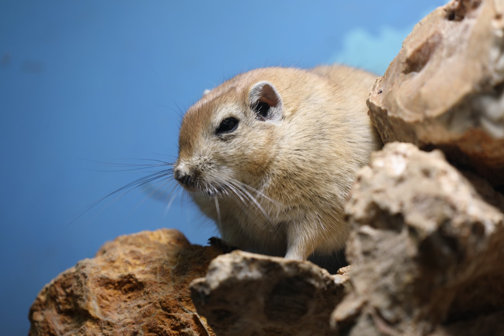 fat sand rat (Psammomys obesus)