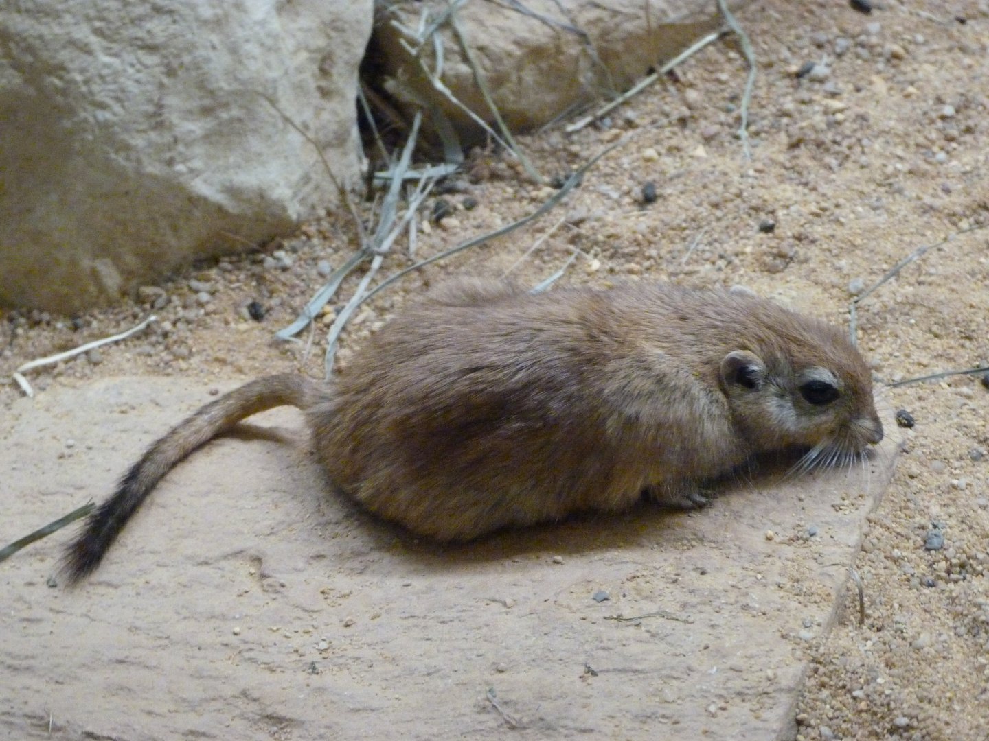 Fat sand rat -Zoo Plzeň (2025)