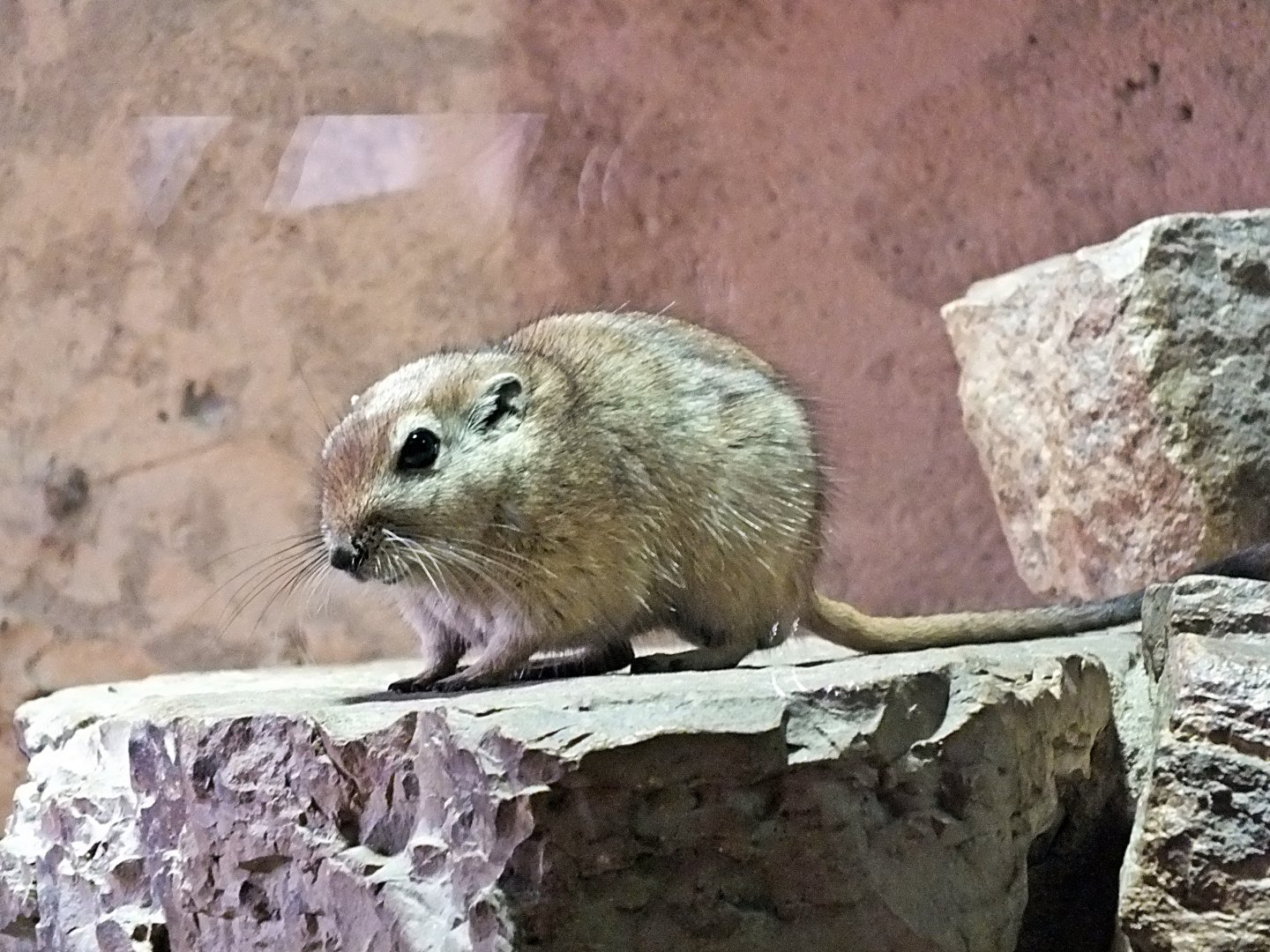 Fat sand rat