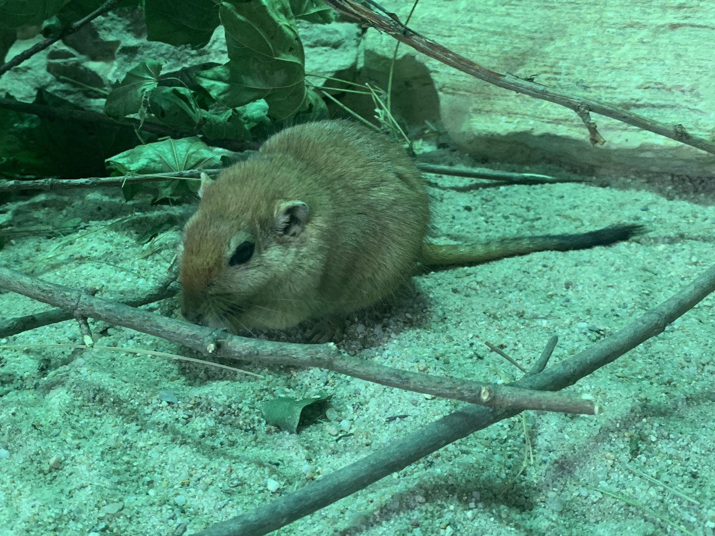 Fat sand rat