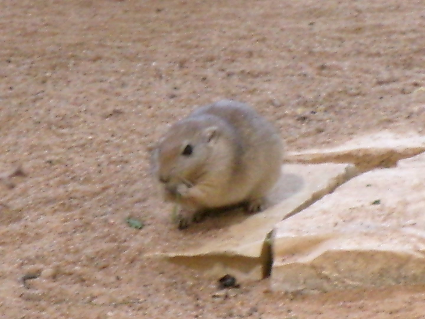 Fat sand rat