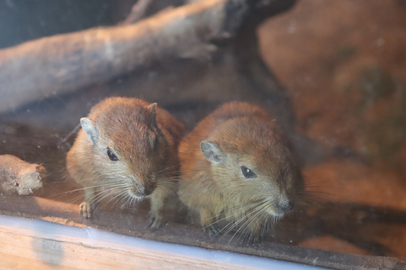 Fat Sand Rats- 12 September 2020