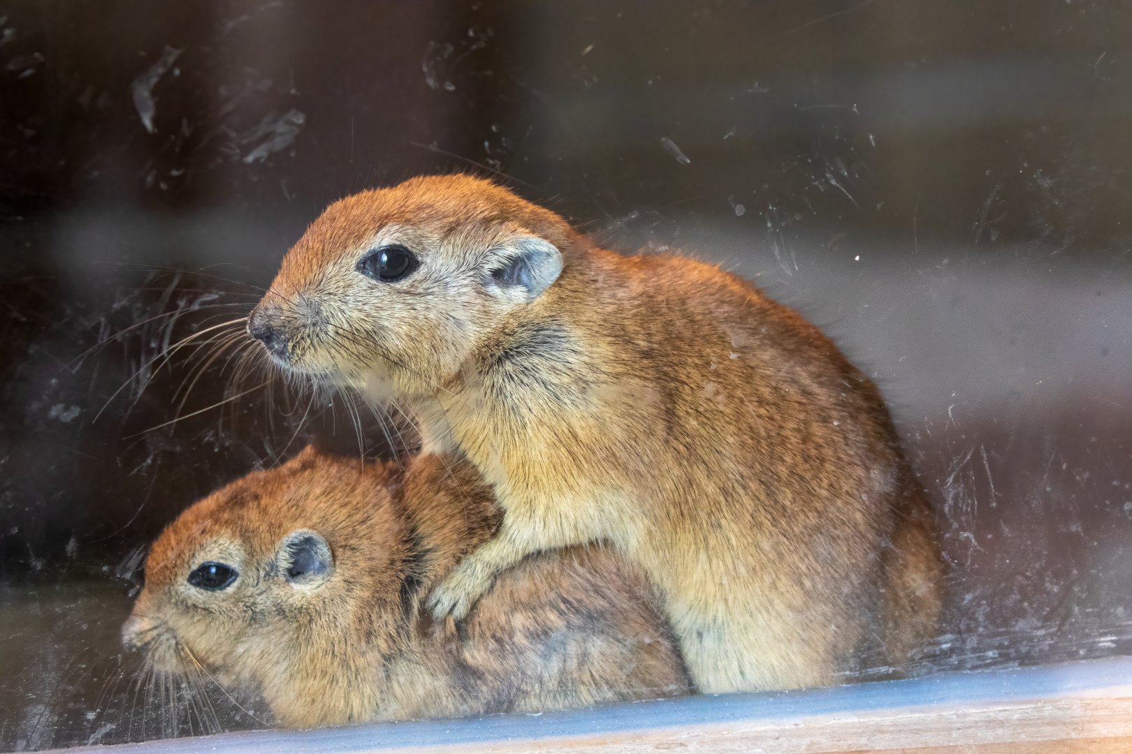 Fat Sand Rats / Hamerton 28-9-20