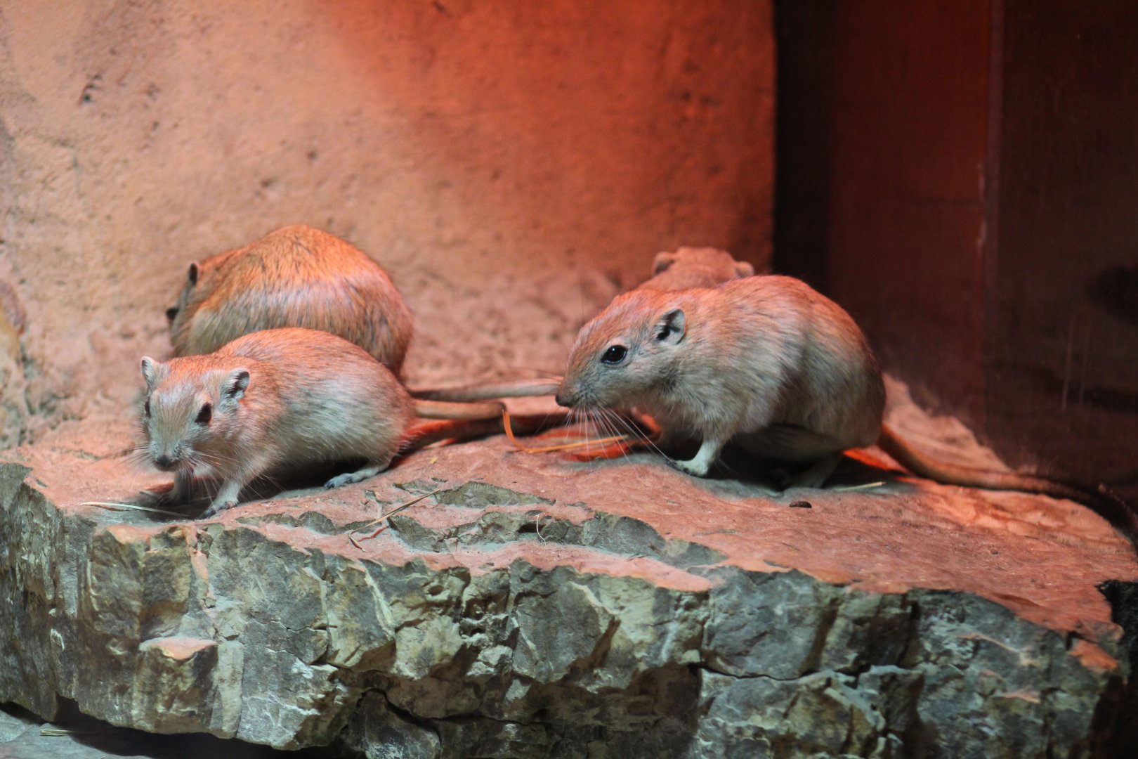 Fat Sand Rats