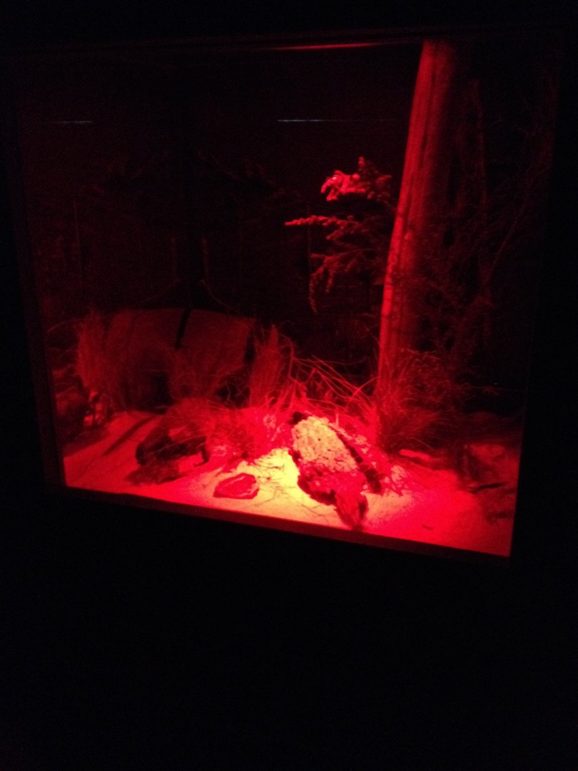 Fat-tailed Dunnart Enclosure