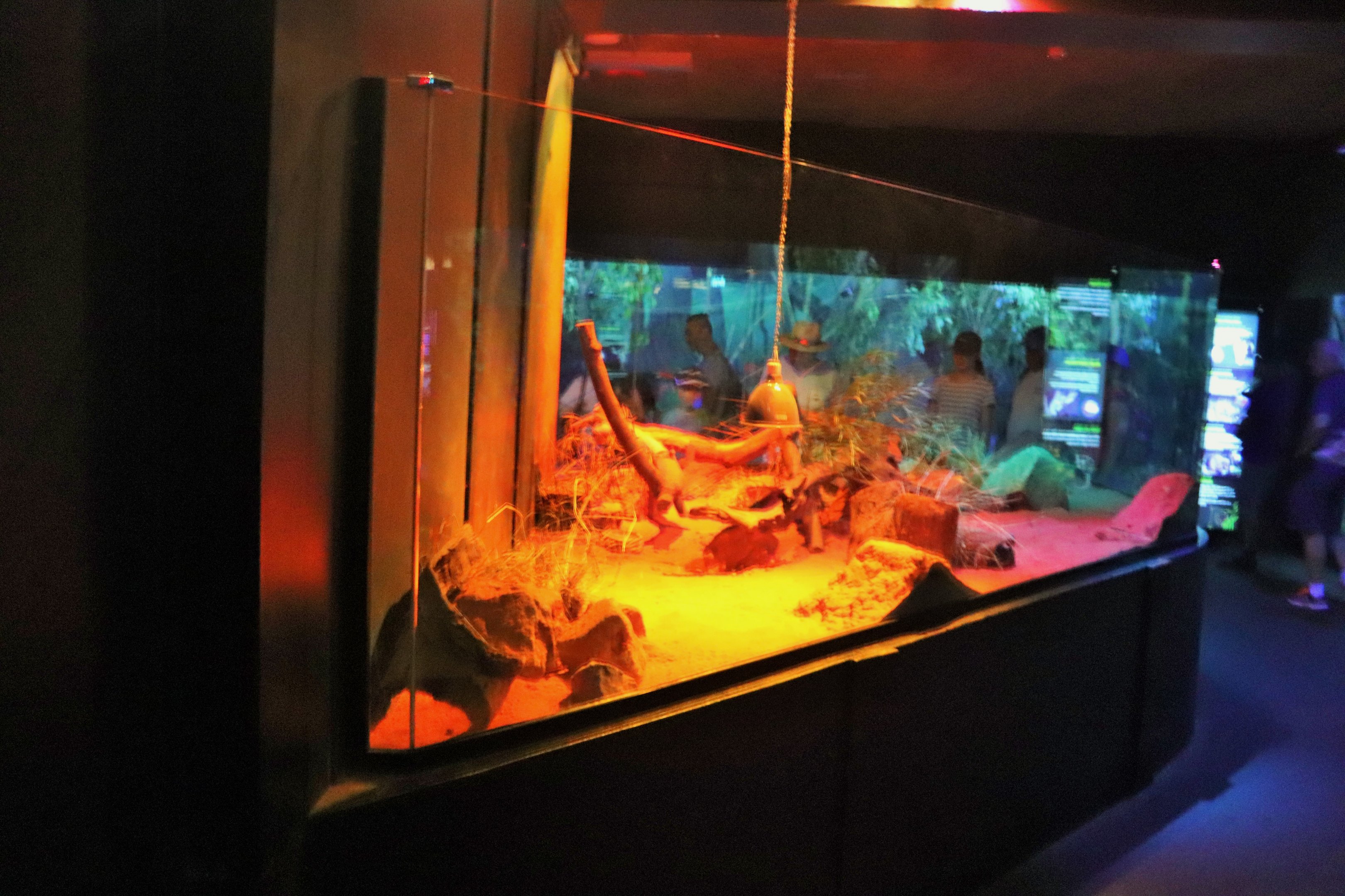 Fat-tailed Dunnart Enclosure