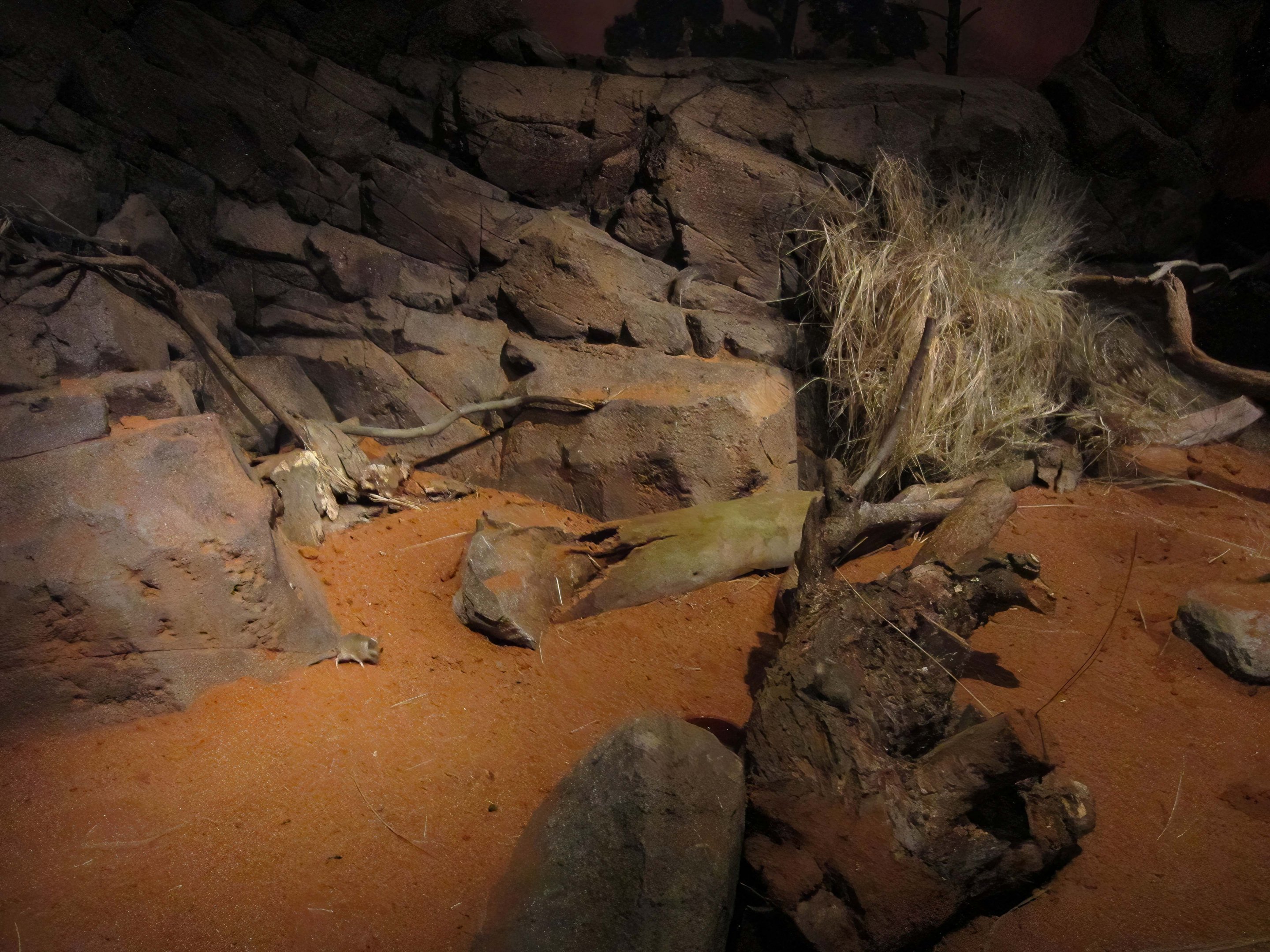 Fat-tailed Dunnart enclosure