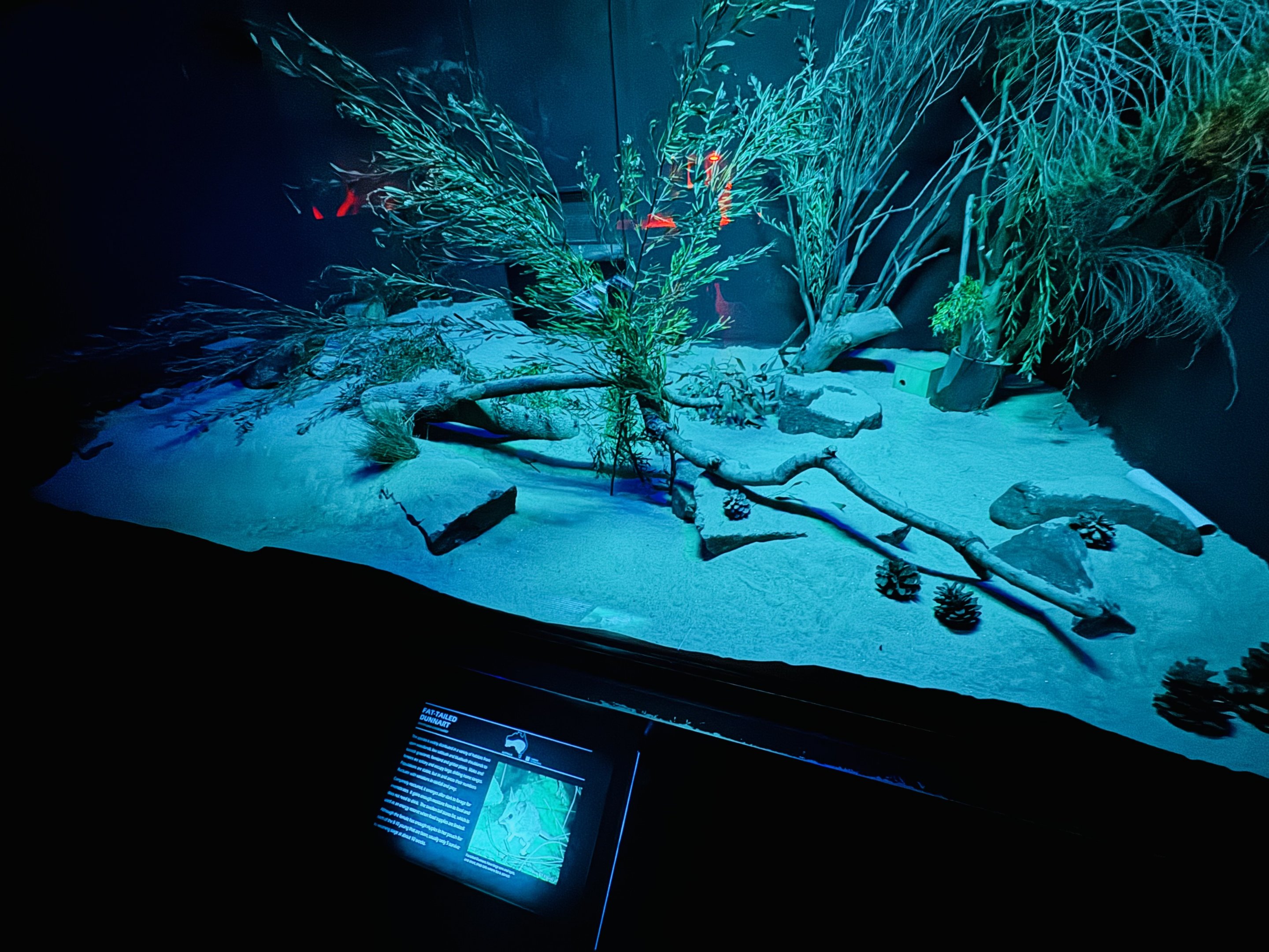 Fat-tailed dunnart enclosure