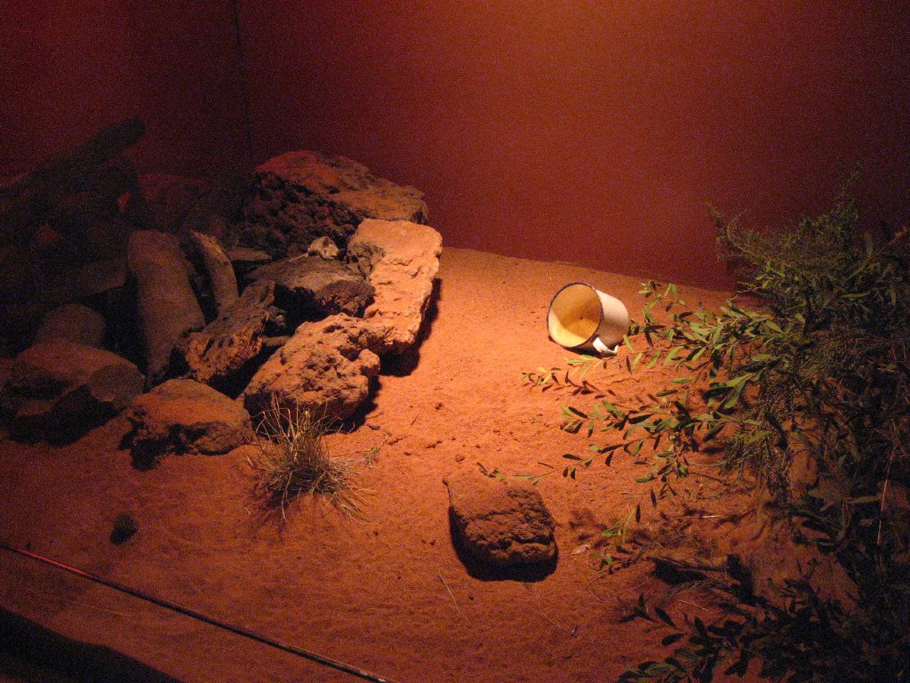 Fat-Tailed Dunnart exhibit