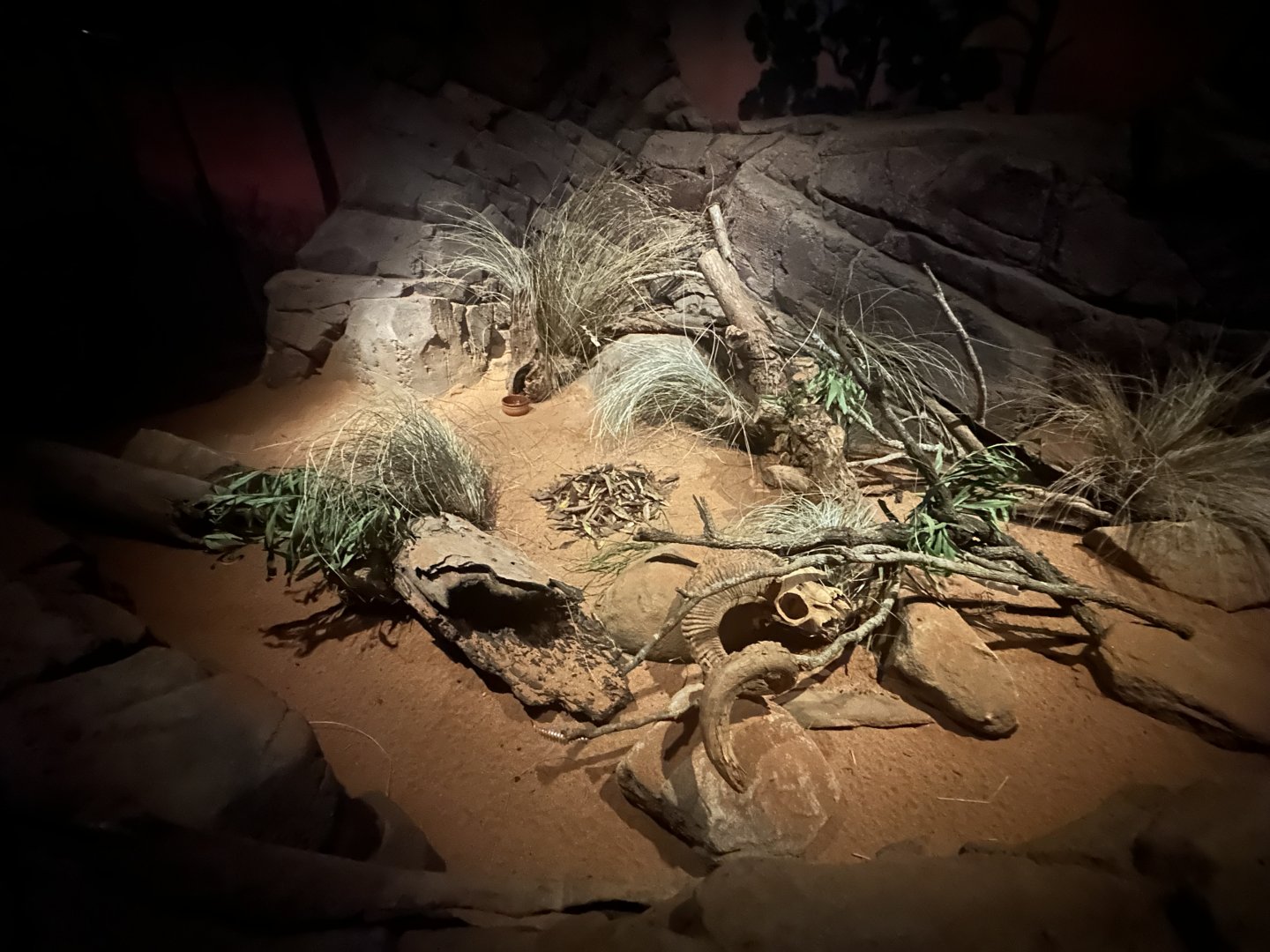 Fat-tailed Dunnart Exhibit