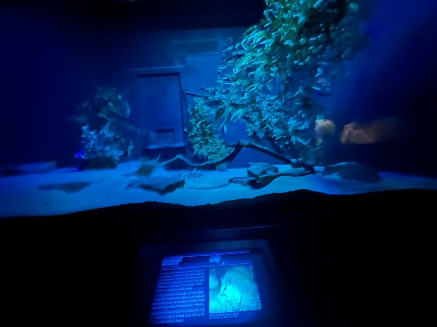 Fat tailed dunnart exhibit