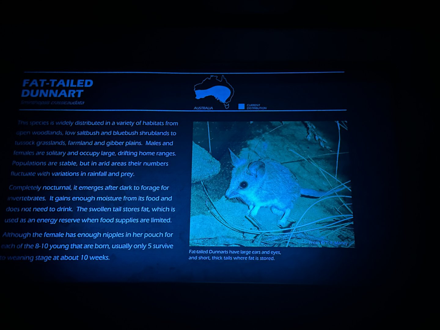 Fat tailed dunnart signage