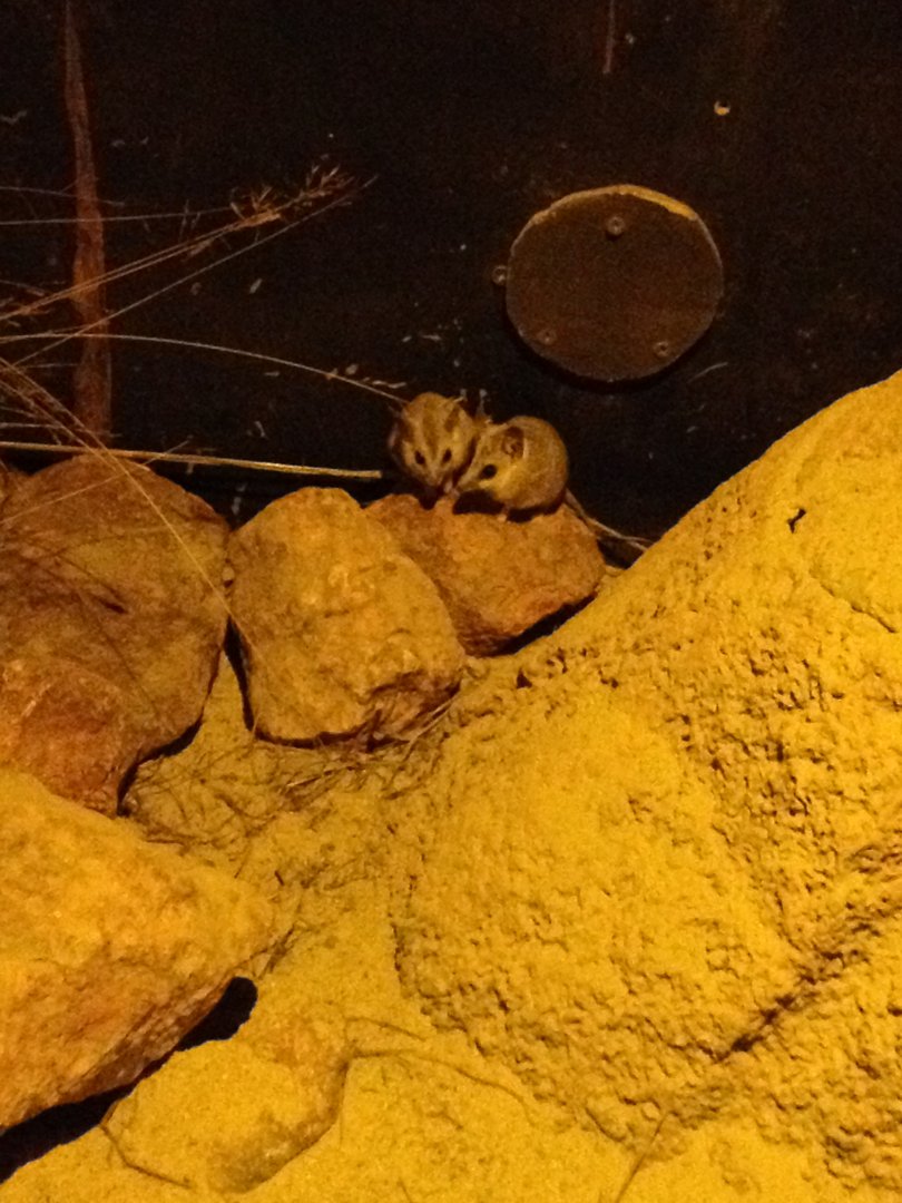 Fat-tailed Dunnart (Sminthopsis crassicaudata)
