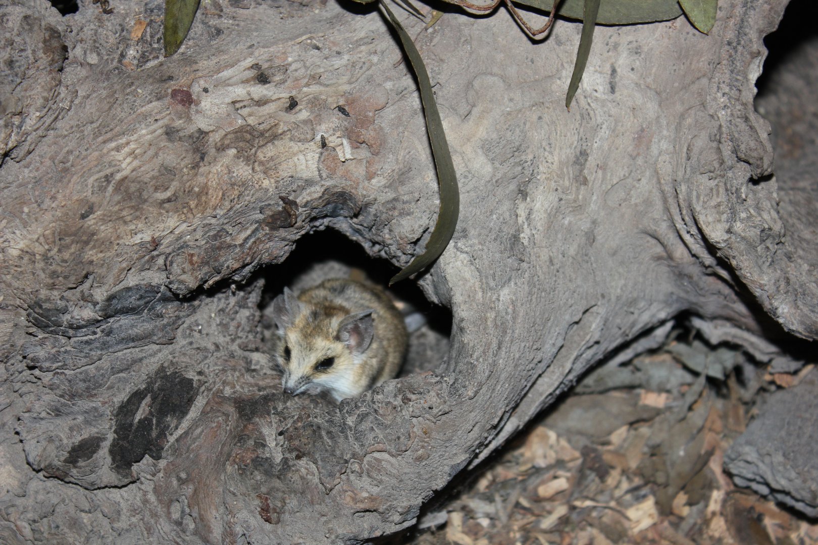 Fat-tailed Dunnart (Sminthopsis crassicaudata)