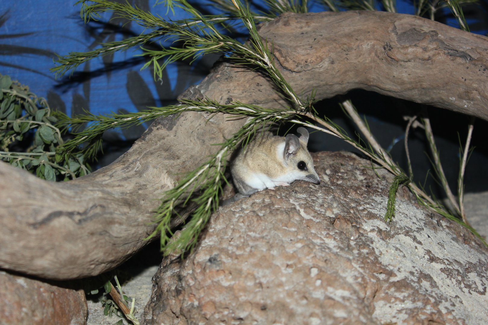 Fat-tailed Dunnart (Sminthopsis crassicaudata)