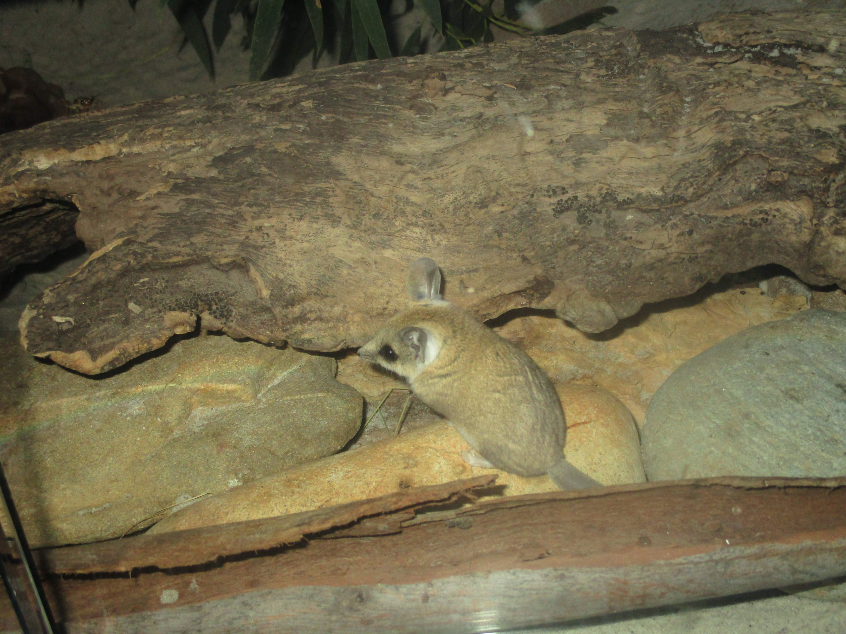 Fat-tailed Dunnart (Sminthopsis crassicaudata)