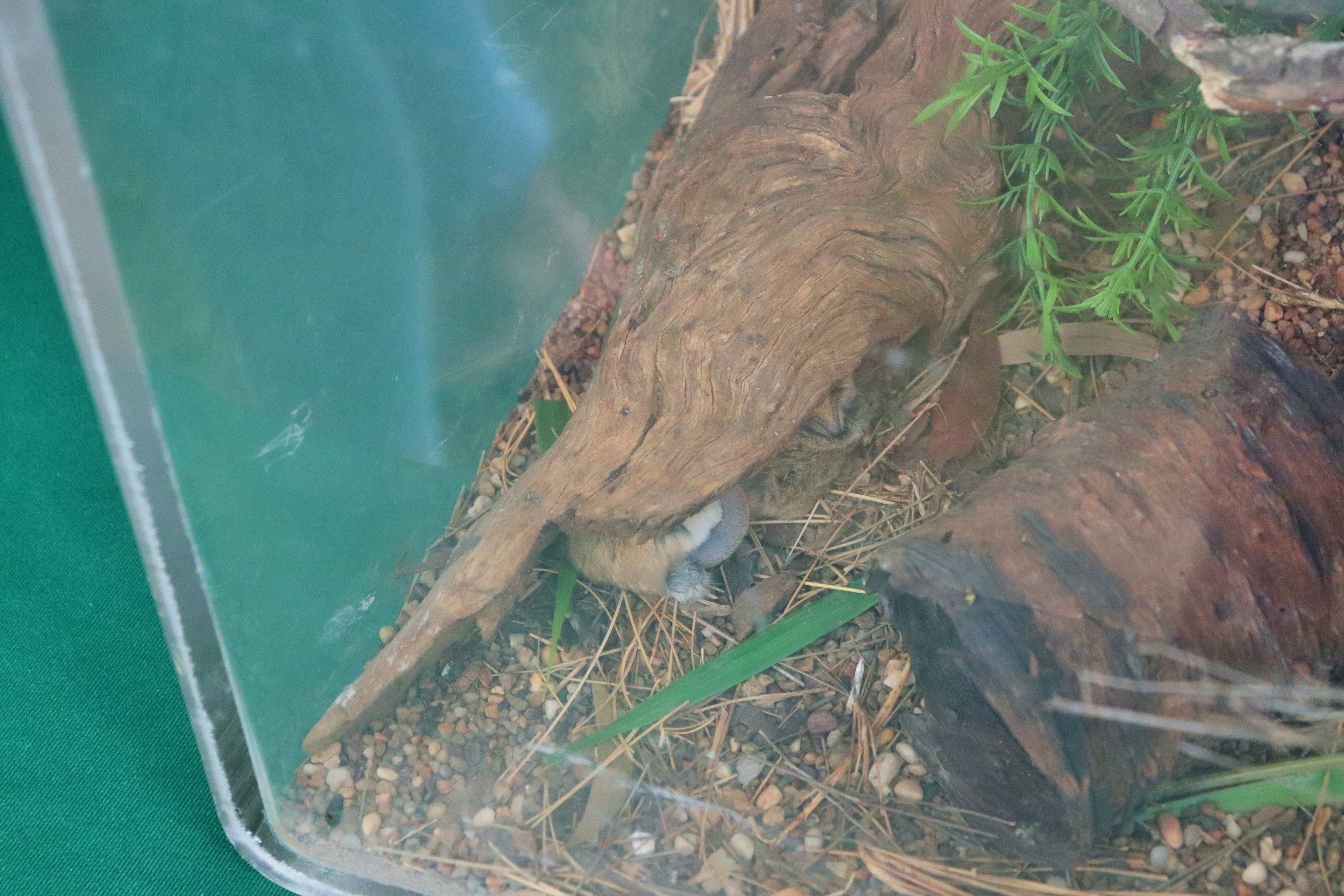 Fat-tailed Dunnart (Sminthopsis crassicaudata)