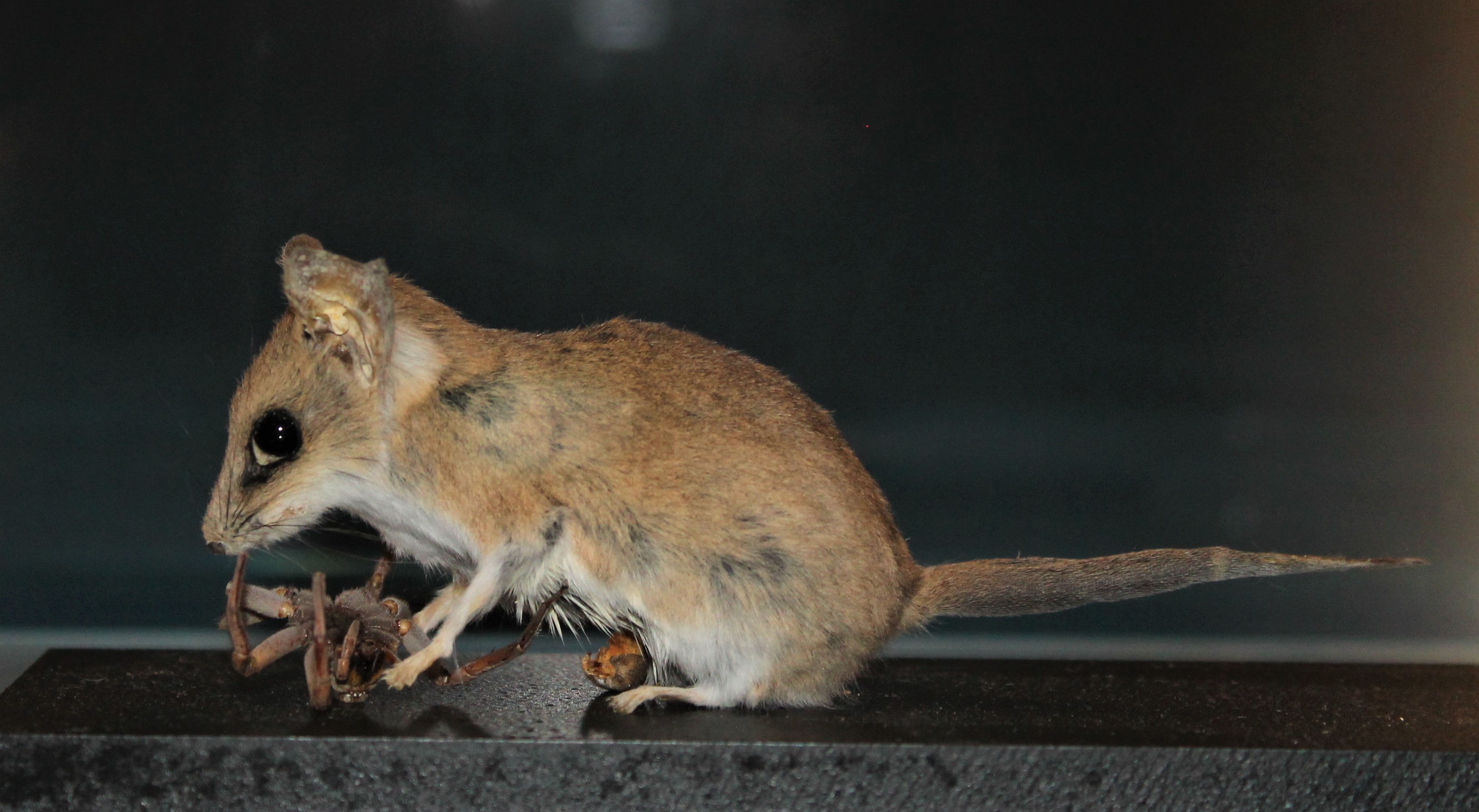 Fat-tailed Dunnart (Sminthopsis crassicaudata)
