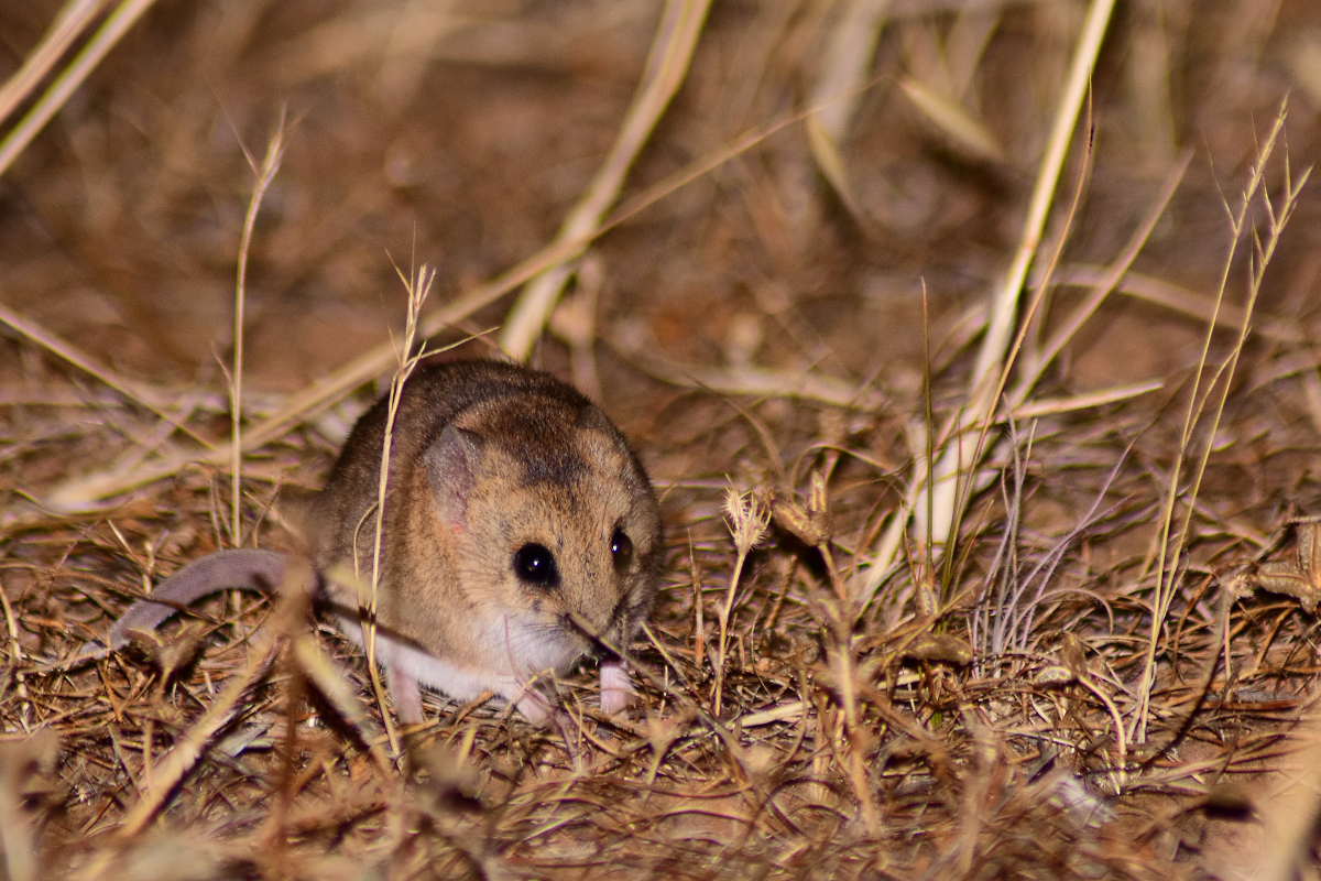 Fat-tailed Dunnart - Sminthopsis crassicaudata