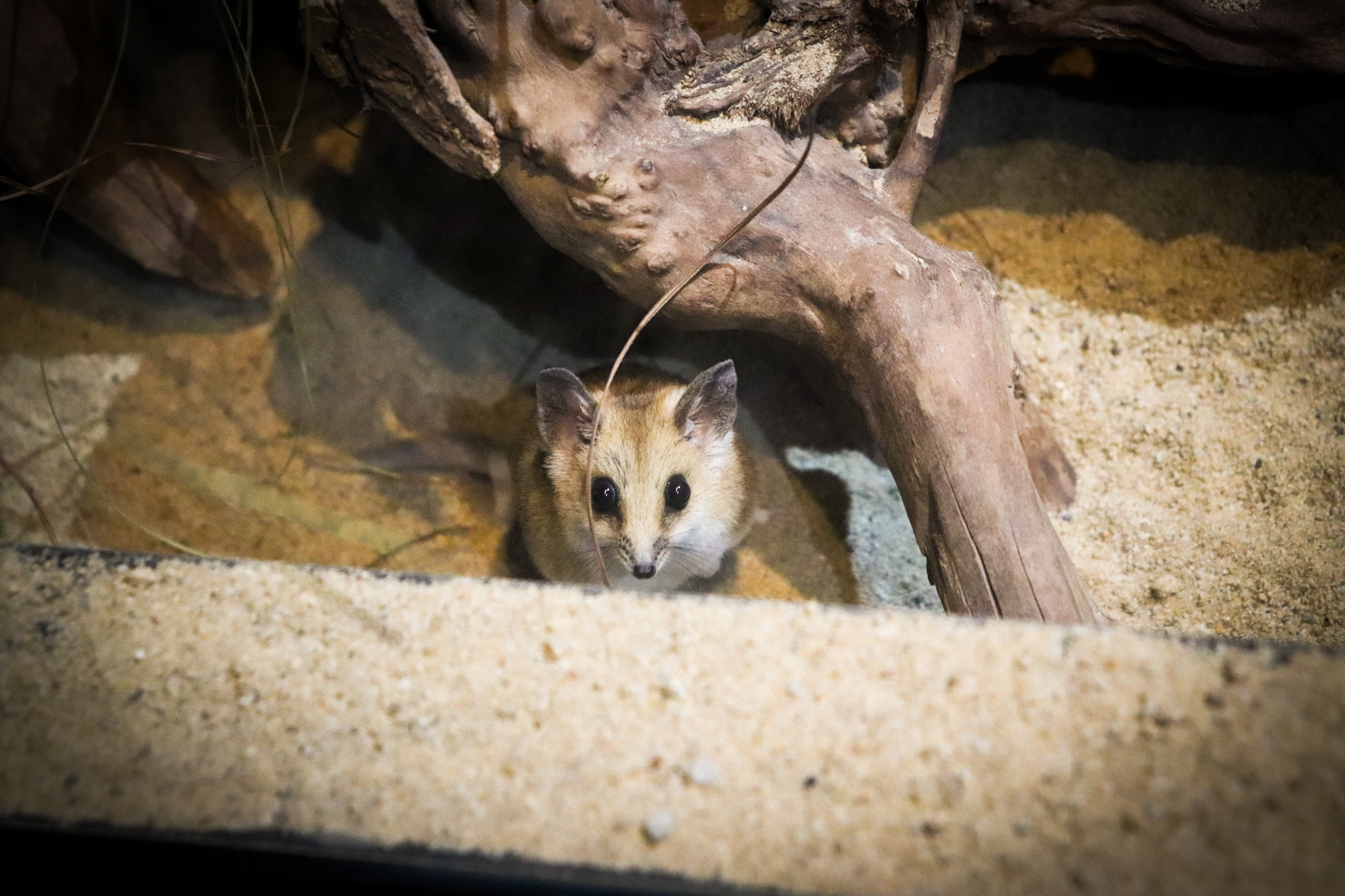 Fat-tailed Dunnart (Sminthopsis crassicaudata)