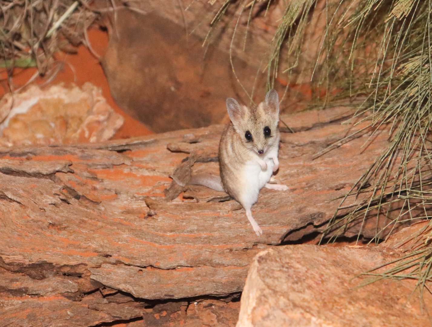 Fat-tailed Dunnart (Sminthopsis crassicaudata)