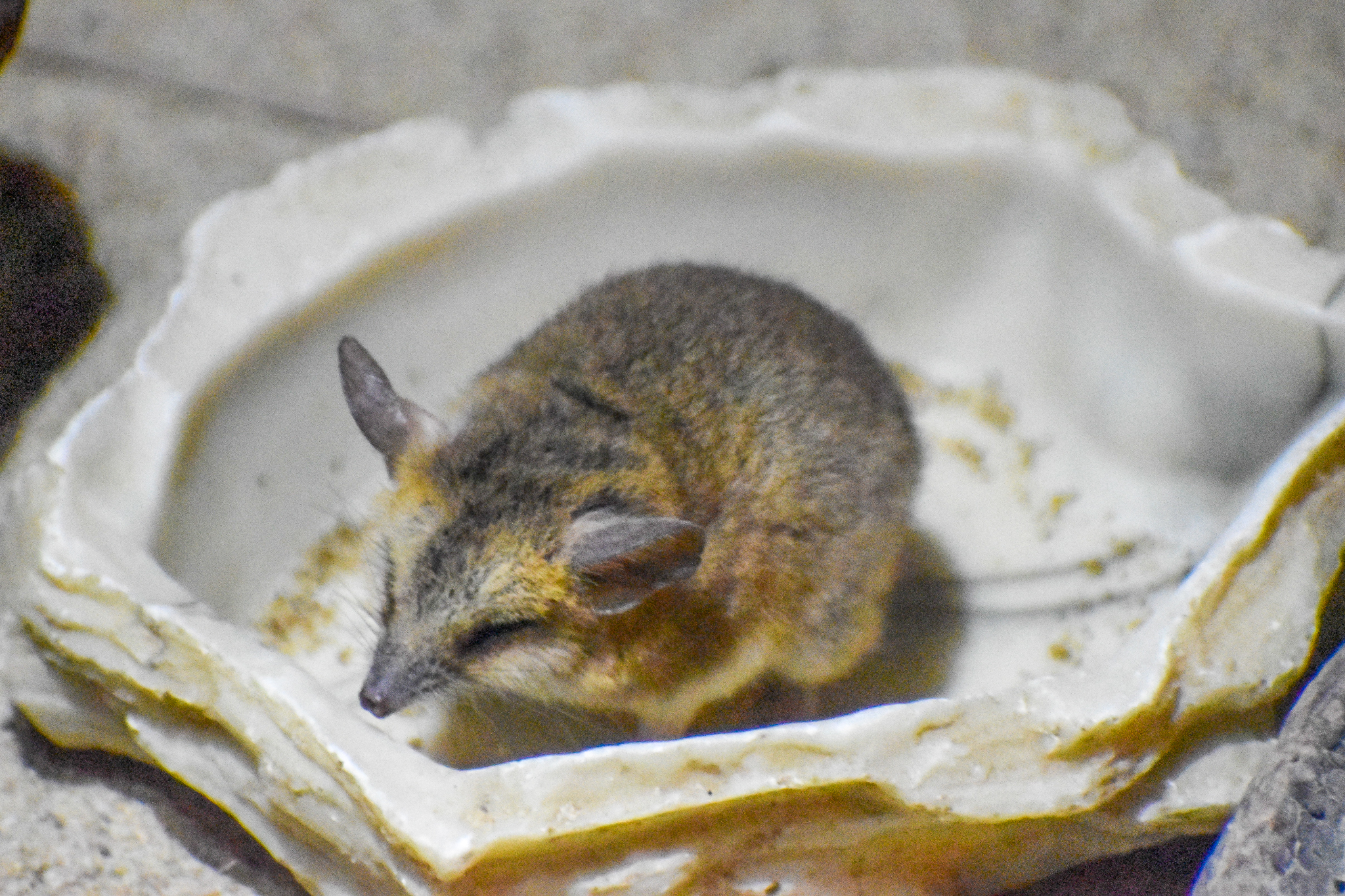 Fat-tailed Dunnart (Sminthopsis crassicaudata)