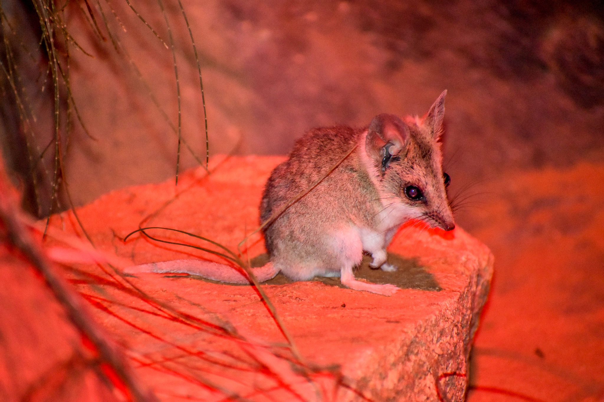 Fat-tailed Dunnart