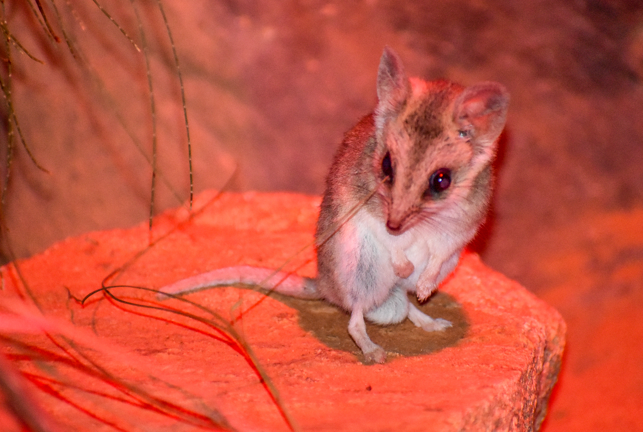 Fat-tailed Dunnart