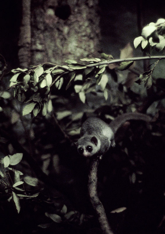 Fat-tailed dwarf lemur 1982