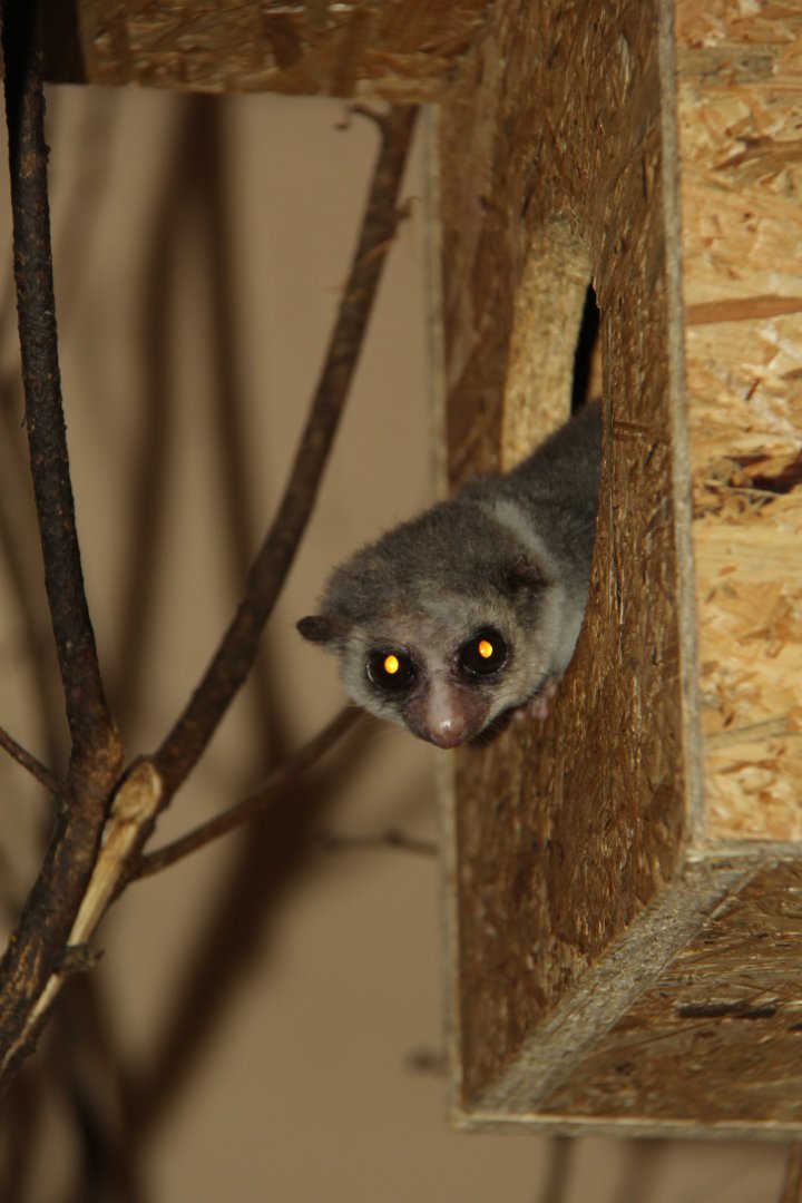 fat-tailed dwarf lemur (Cheirogaleus medius)