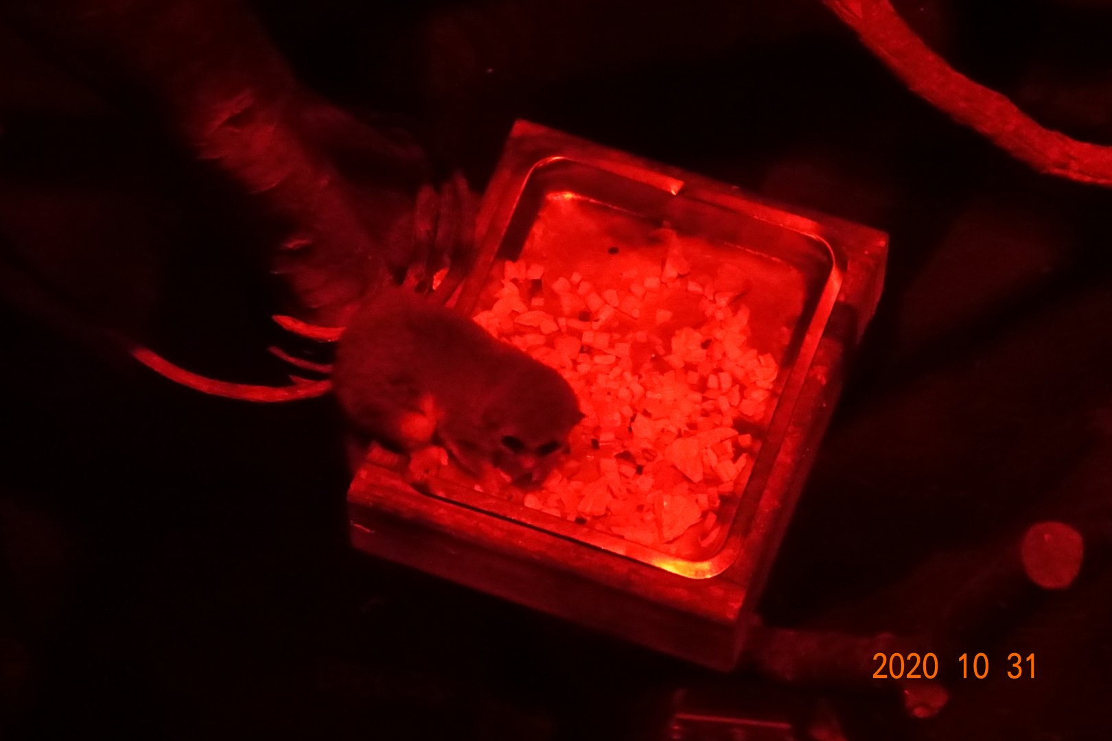 Fat-tailed Dwarf Lemur (Cheirogaleus medius)