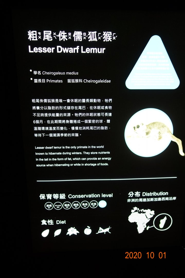 Fat-tailed Dwarf Lemur (Cheirogaleus medius)