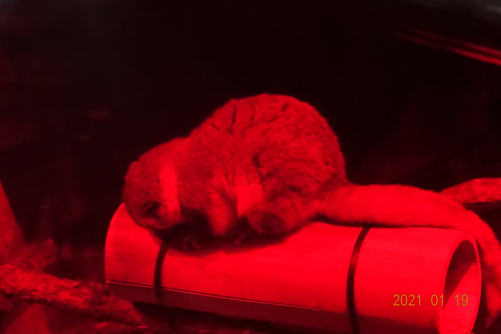 Fat-tailed Dwarf Lemur (Cheirogaleus medius)