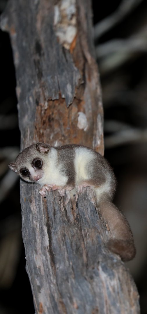 fat-tailed dwarf lemur (Cheirogaleus medius)