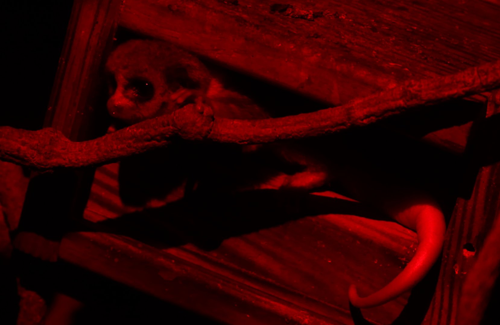 Fat-tailed Dwarf Lemur  (Cheirogaleus medius)